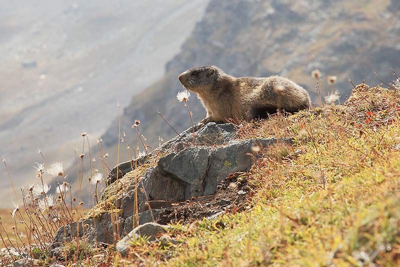 Marmotte, marmotte e ancora marmotte !!!